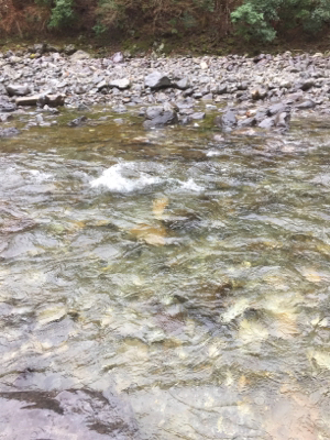 上北村アマゴ解禁