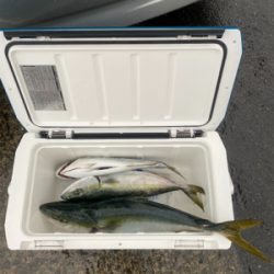 春の嵐で青物爆