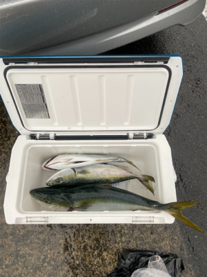 春の嵐で青物爆