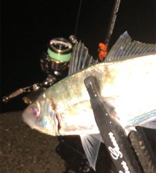 雨上がりアジングナイト