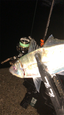 雨上がりアジングナイト