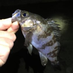 雨上がりのメバル