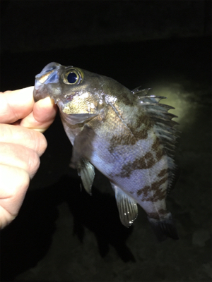 雨上がりのメバル
