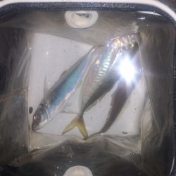 アジング練習 256 ヤマトヨ エステルライトゲーム