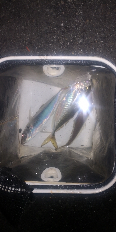 アジング練習 256 ヤマトヨ エステルライトゲーム