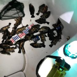 ボートメバリング