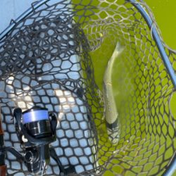 釣れない服部緑地