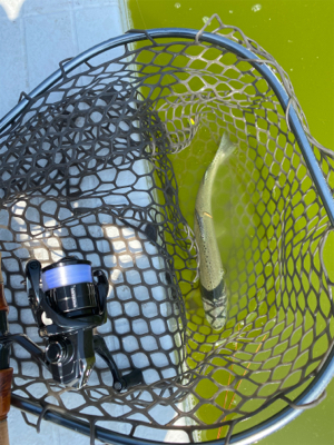 釣れない服部緑地