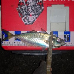 アジング練習　257