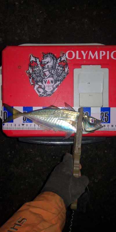 アジング練習　257