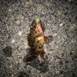 ガシラ、タケノコ、メバル