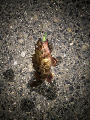 ガシラ、タケノコ、メバル