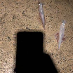 雨の中ヤリイカ