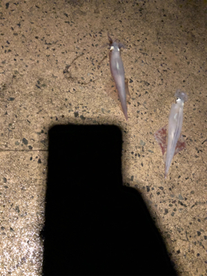 雨の中ヤリイカ