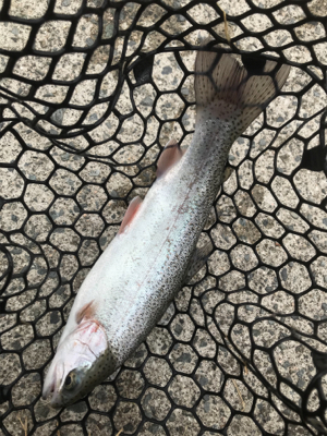 久しぶりにトラウト