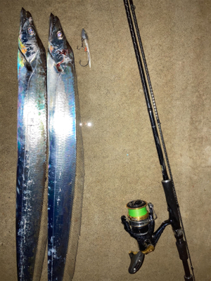 ２日連続、夕マズメタチウオ！！