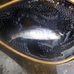 美山シーズン初餌釣行