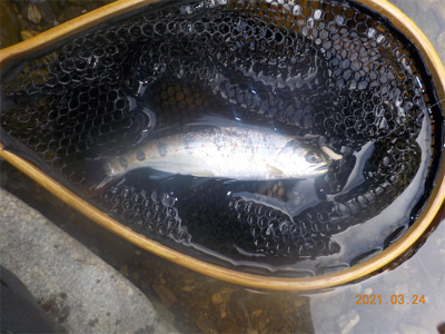 美山シーズン初餌釣行