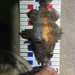 最高のデビュー!