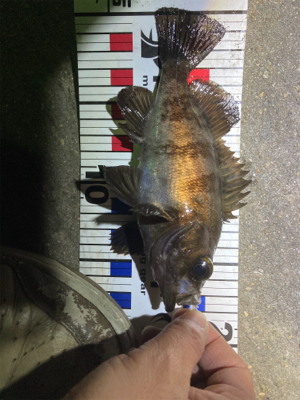 最高のデビュー!