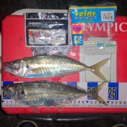 アジング練習　258