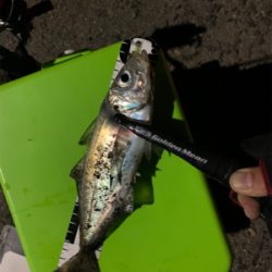 平日にこっそりアジング♪