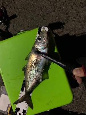 平日にこっそりアジング♪