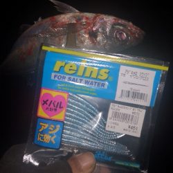 アジング練習　259　