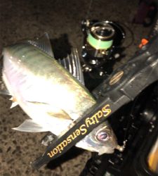 アジングナイト(渋い)