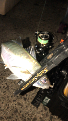 アジングナイト(渋い)