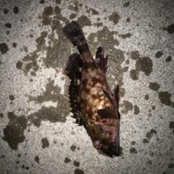 ガシラ、メバル