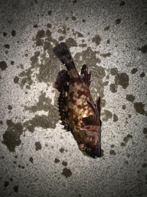 ガシラ、メバル