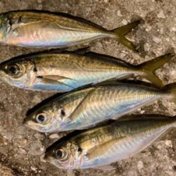 なかなか渋い・・・