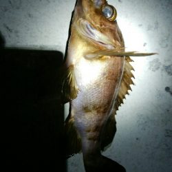 朝マズメに黒メバル1、赤メバル3!