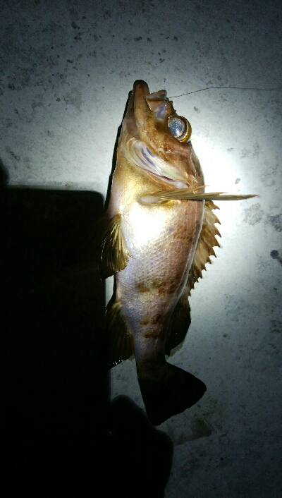 朝マズメに黒メバル1、赤メバル3!