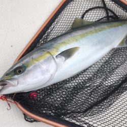 中深海と鯛ラバ