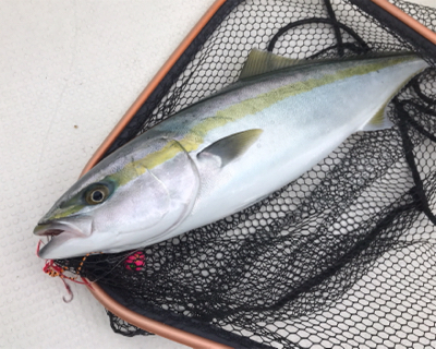 中深海と鯛ラバ