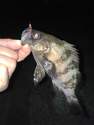 メバリング春爆の兆し