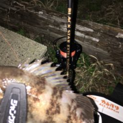 メバルを求めて