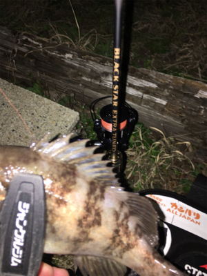 メバルを求めて