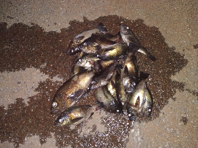 今度こそシーズン到来!