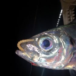 アジング練習 260 AJIMILK SHIRASU30