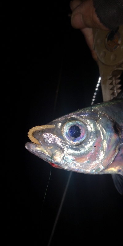 アジング練習 260 AJIMILK SHIRASU30