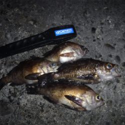 通しでメバリング