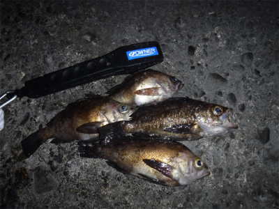 通しでメバリング