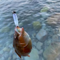 なかなか釣れません