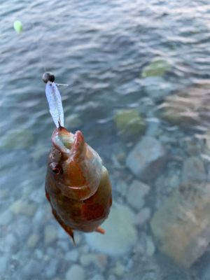 なかなか釣れません