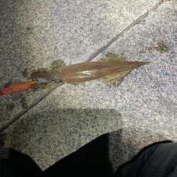 ヤリイカ終盤戦