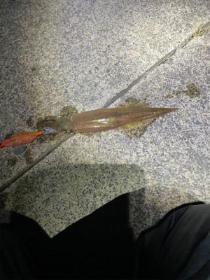 ヤリイカ終盤戦