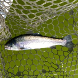 エリアトラウト